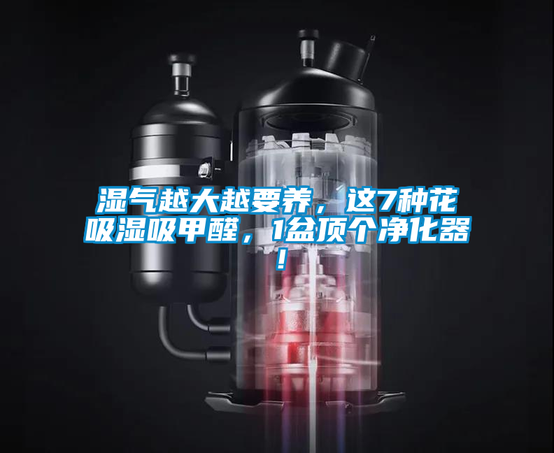 濕氣越大越要養，這7種花吸濕吸甲醛，1盆頂個凈化器！